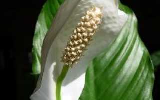 Цветение спатифиллума в домашних условиях