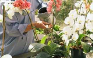 Как поливать фаленопсис во время цветения