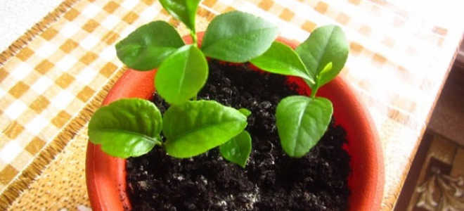 Можно ли пересаживать лимон осенью