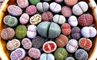 Литопс живые камни