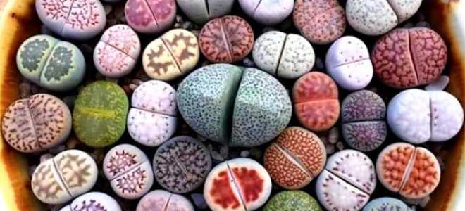 Литопсы живые камни