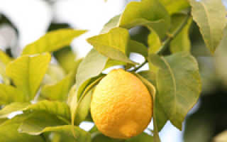 Лимон выращивание в домашних условиях