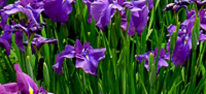 Ирис мечевидный посадка и уход