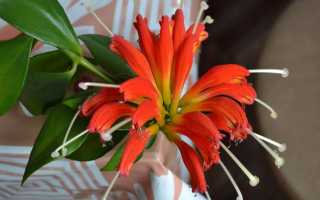 Комнатный цветок эсхинантус
