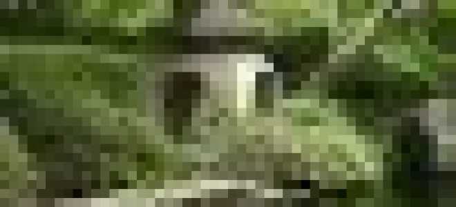 Малина розолистная посадка и уход