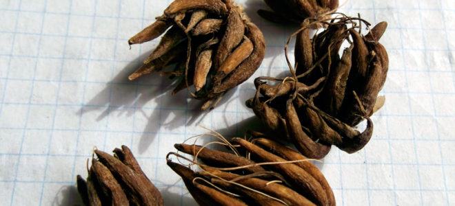 Ранункулюс посадка и уход в домашних условиях