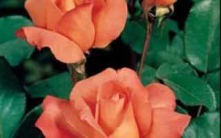 Как ухаживать за срезанными розами
