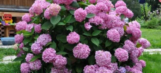 Гортензия бесконечное лето посадка и уход