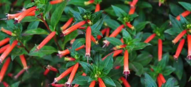 Куфея посадка и уход где выращивать