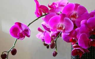Орхидея мультифлора что это
