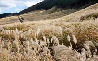 Пампасная трава кортадерия