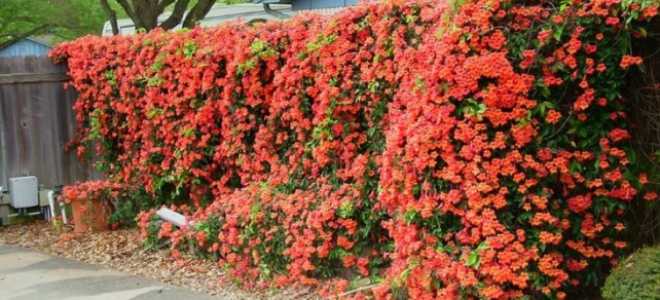 Кампсис цветок