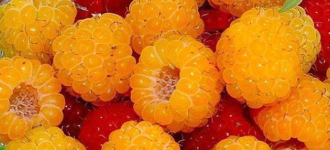 Малина желтый гигант посадка и уход