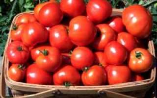 Сливовидные сорта томатов для теплиц