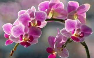 Сколько раз цветет орхидея
