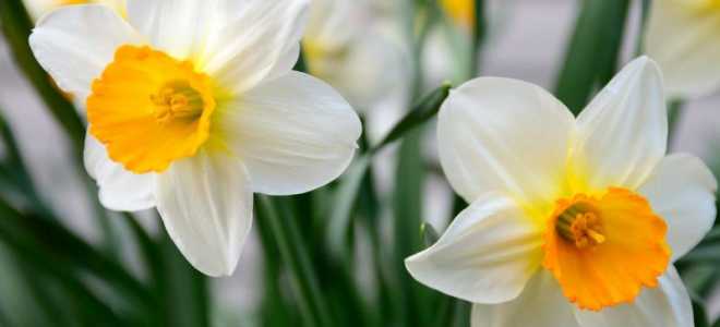 Как садить нарциссы осенью