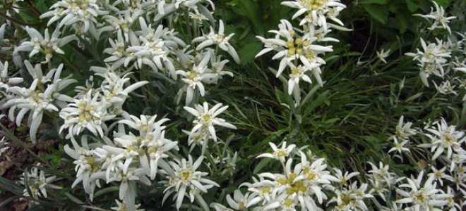 Эдельвейс цветок где растет