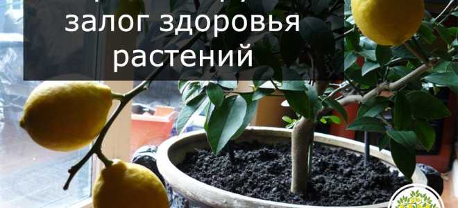 Какой грунт нужен