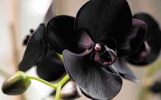Орхидея приметы и суеверия