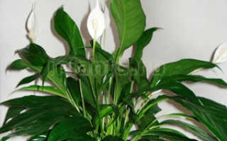 Спатифиллум цветок уход в домашних условиях