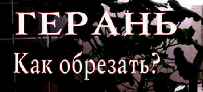 Обрезка герани