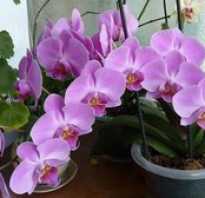 Как рассаживать орхидею в домашних условиях