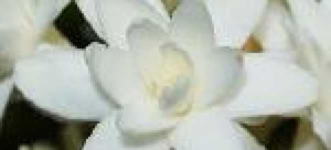 Тубероза выращивание