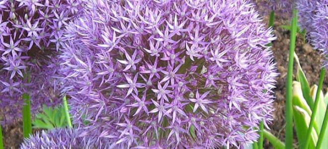 Лук слизун выращивание и уход