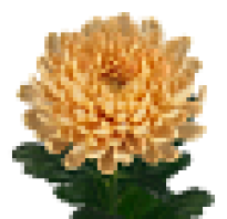 Хризантема аленка