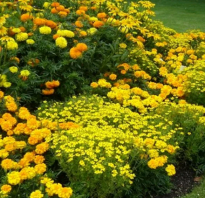 Садовые цветы желтые