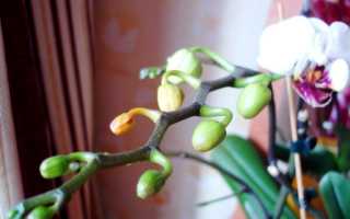 Почему сохнут бутоны у орхидеи