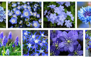 Маленькие голубые цветочки название