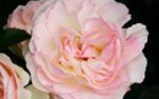 Посадка чайно гибридных роз