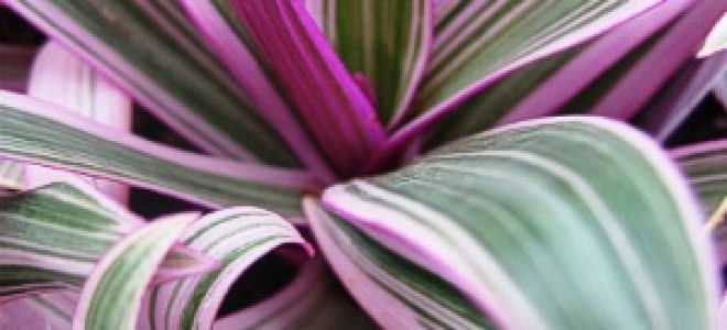 Традесканция польза