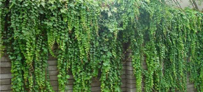 Как посадить плющ