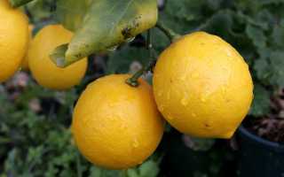На чем растут лимоны