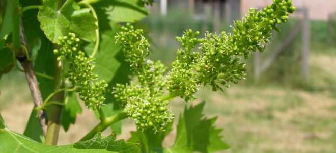 Когда начинает плодоносить виноград после посадки