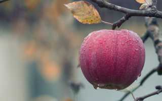 Чем удобрять фруктовые деревья осенью