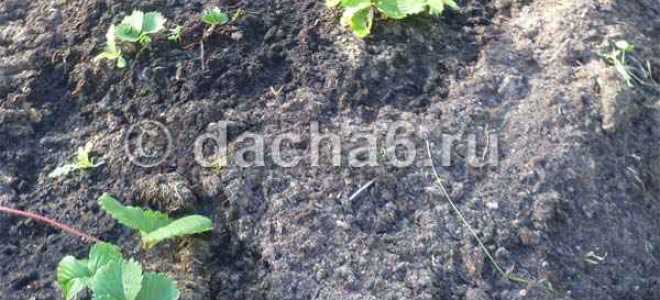 Пересадка клубники осенью сроки