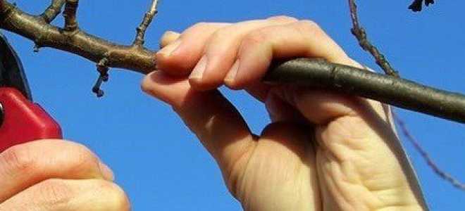 Как обрезать вишню осенью