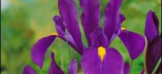 Голландские ирисы луковичные посадка и уход