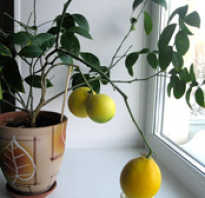 Посадка лимона из косточки в домашних условиях