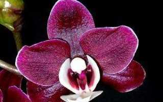 Каода орхидея