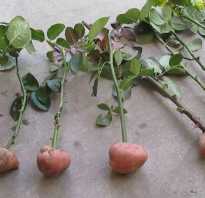 Как посадить розу в картошке