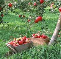 Схема посадки яблоневого сада