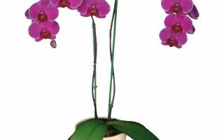 Орхидея как называется по другому