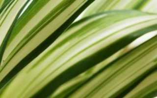 Почему сохнут кончики листьев у хлорофитума