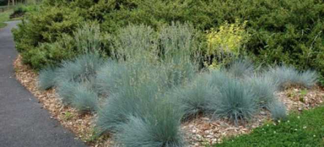 Овсяница растение