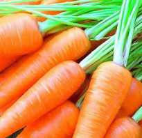 Способы посадки моркови без прореживания