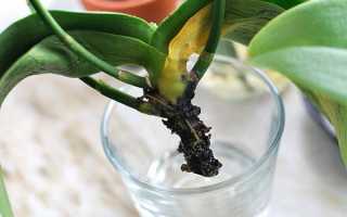 Как обновить орхидею в домашних условиях